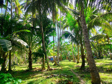 Load image into Gallery viewer, 16,000 sqm lot for sale with coconut trees at Tuburan Cebu