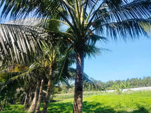 Load image into Gallery viewer, 16,000 sqm lot for sale with coconut trees at Tuburan Cebu