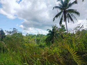 Lot For Sale Catigbian Bohol 37,000 Sqm For 50/Sqm Propertyph.net