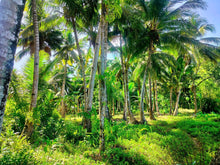 Load image into Gallery viewer, 16,000 sqm lot for sale with coconut trees at Tuburan Cebu