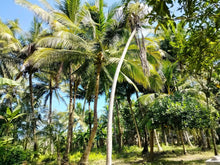 Load image into Gallery viewer, 16,000 sqm lot for sale with coconut trees at Tuburan Cebu