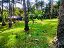 Load image into Gallery viewer, 16,000 sqm lot for sale with coconut trees at Tuburan Cebu