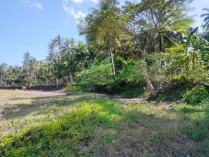 16,000 sqm lot for sale with coconut trees at Tuburan Cebu