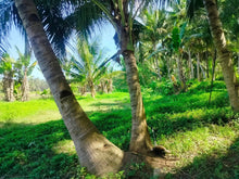 Load image into Gallery viewer, 16,000 sqm lot for sale with coconut trees at Tuburan Cebu