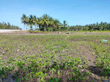 Load image into Gallery viewer, 16,000 sqm lot for sale with coconut trees at Tuburan Cebu