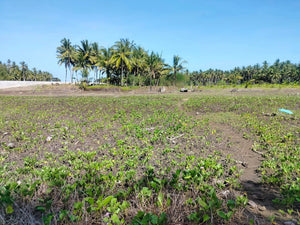 16,000 sqm lot for sale with coconut trees at Tuburan Cebu