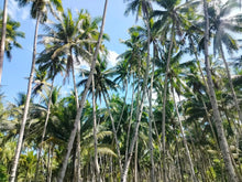 Load image into Gallery viewer, 16,000 sqm lot for sale with coconut trees at Tuburan Cebu