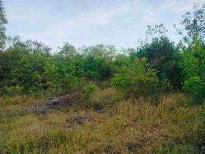 Lot for Sale 1,710 sqm with Clean Title at Panglao, Bohol