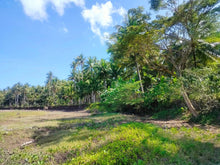 Load image into Gallery viewer, 16,000 sqm lot for sale with coconut trees at Tuburan Cebu