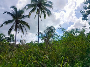 Lot For Sale Catigbian Bohol 37,000 Sqm For 50/Sqm Propertyph.net