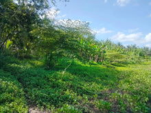 Load image into Gallery viewer, 16,000 sqm lot for sale with coconut trees at Tuburan Cebu