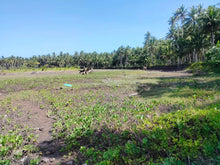 Load image into Gallery viewer, 16,000 sqm lot for sale with coconut trees at Tuburan Cebu