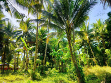 Load image into Gallery viewer, 16,000 sqm lot for sale with coconut trees at Tuburan Cebu