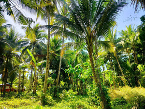 16,000 sqm lot for sale with coconut trees at Tuburan Cebu