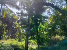 Load image into Gallery viewer, 16,000 sqm lot for sale with coconut trees at Tuburan Cebu