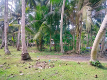 Load image into Gallery viewer, 16,000 sqm lot for sale with coconut trees at Tuburan Cebu