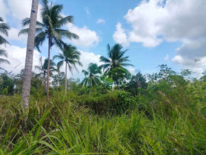 Lot For Sale Catigbian Bohol 37,000 Sqm For 50/Sqm Propertyph.net