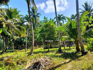 16,000 sqm lot for sale with coconut trees at Tuburan Cebu