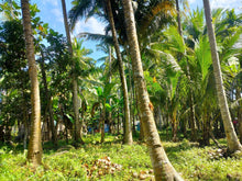 Load image into Gallery viewer, 16,000 sqm lot for sale with coconut trees at Tuburan Cebu