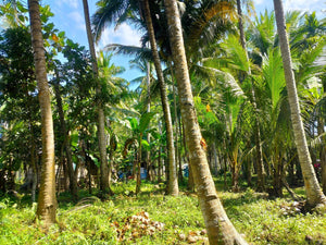 16,000 sqm lot for sale with coconut trees at Tuburan Cebu