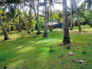 16,000 sqm lot for sale with coconut trees at Tuburan Cebu