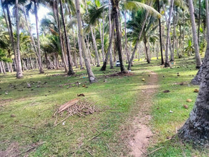 16,000 sqm lot for sale with coconut trees at Tuburan Cebu