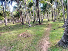 Load image into Gallery viewer, 16,000 sqm lot for sale with coconut trees at Tuburan Cebu