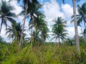 Lot For Sale Catigbian Bohol 37,000 Sqm For 50/Sqm Propertyph.net