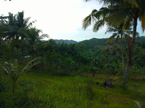 Lot for Sale 48,000 sqm  at Esperanza, Aloguinsan, Cebu