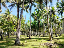 Load image into Gallery viewer, 16,000 sqm lot for sale with coconut trees at Tuburan Cebu