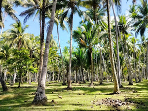 16,000 sqm lot for sale with coconut trees at Tuburan Cebu