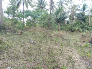 Lot For Sale 8,572 sqm for 300/sqm With Clean Title Rosario, Aloguinsan, Cebu, Philippines