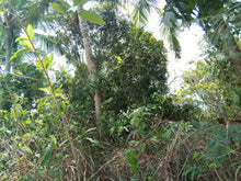 Load image into Gallery viewer, Lot For Sale 8,572 sqm for 300/sqm With Clean Title Rosario, Aloguinsan, Cebu, Philippines