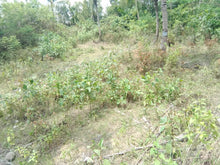 Load image into Gallery viewer, Lot For Sale 8,572 sqm for 300/sqm With Clean Title Rosario, Aloguinsan, Cebu, Philippines