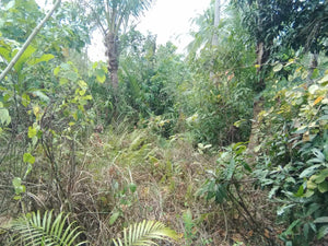 Lot For Sale 8,572 sqm for 300/sqm With Clean Title Rosario, Aloguinsan, Cebu, Philippines