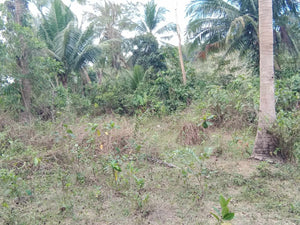 Lot For Sale 8,572 sqm for 300/sqm With Clean Title Rosario, Aloguinsan, Cebu, Philippines