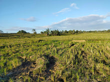 Load image into Gallery viewer, 4.5 has irrigated ricefield at Pilar Bohol