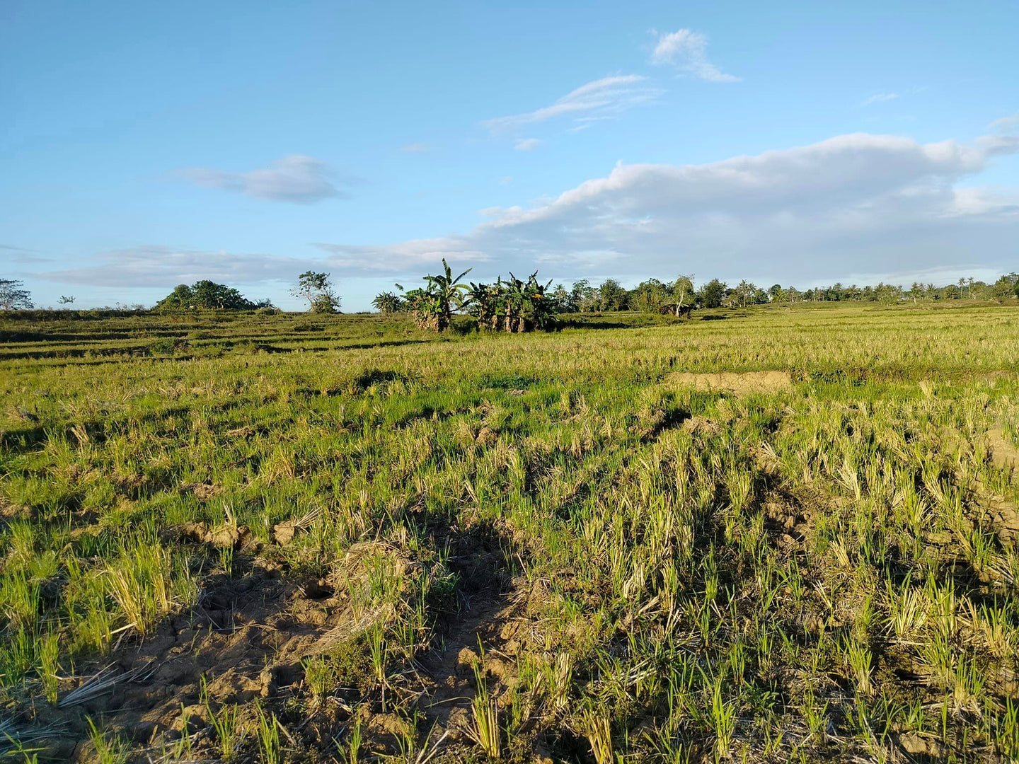 4.5 has irrigated ricefield at Pilar Bohol