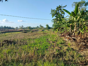 Lot For Sale Alicia Bohol 45,000 Sqm Propertyph