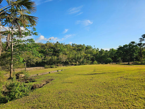 Lot for sale 39,000 sqm Adjacent MIRROR OF THE WORLD TOURISM SIKATUNA BOHOL PHILIPPINES