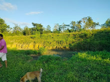 Load image into Gallery viewer, 4.5 has irrigated ricefield at Pilar Bohol