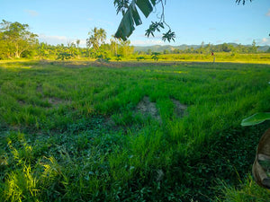 4.5 has irrigated ricefield at Pilar Bohol