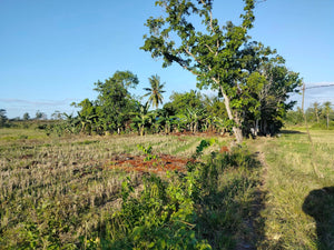 Lot For Sale Alicia Bohol 45,000 Sqm Propertyph