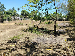 Lot For Sale Talibon Bohol 3,477 Sqm Propertyph