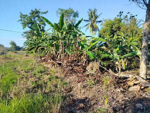 Lot For Sale Alicia Bohol 45,000 Sqm Propertyph