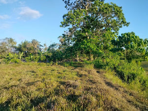 Lot For Sale Alicia Bohol 45,000 Sqm Propertyph