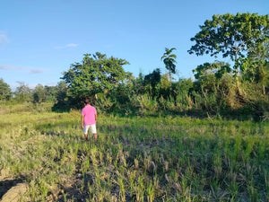 Lot For Sale Alicia Bohol 45,000 Sqm Propertyph