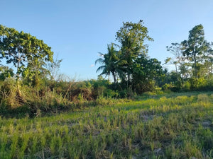 Lot For Sale Alicia Bohol 45,000 Sqm Propertyph