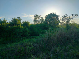 4.5 has irrigated ricefield at Pilar Bohol