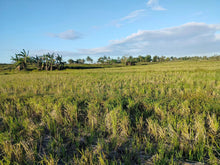 Load image into Gallery viewer, Lot For Sale Alicia Bohol 45,000 Sqm Propertyph